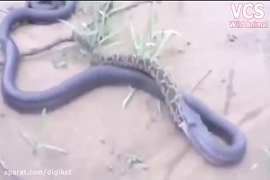 لحظات دیدنی و شگفت انگیز از شکار کردن حیوانات