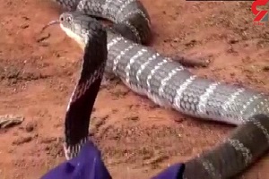 ورود مار شاه کبری غول پیکر به یک روستا