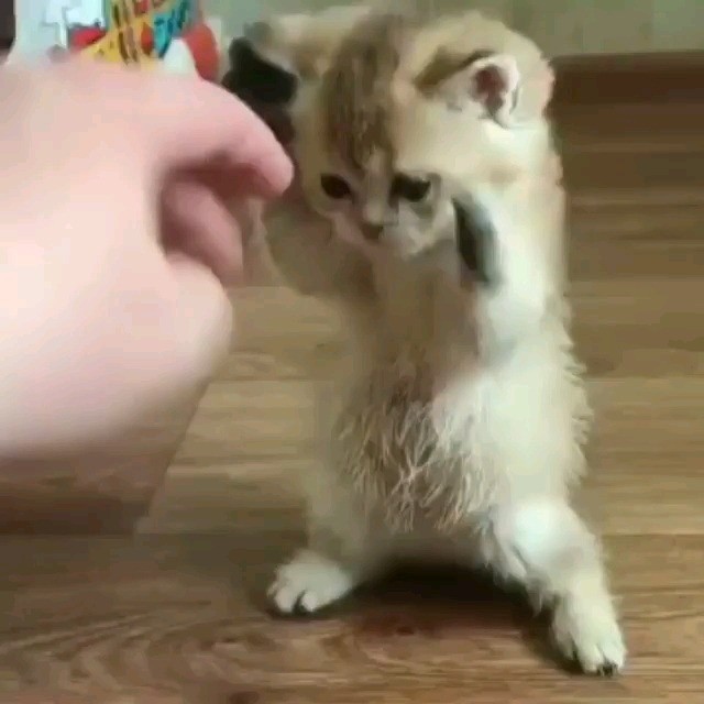 کلیپ طنز خنده دار بچه گربه شکمو