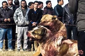 10 صحنه فوق العاده زیبا از جنگ حیوانات و شکار شدن آن ها