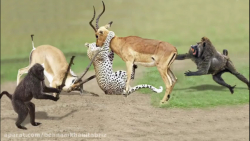 20 تا از هیجان انگیزترین جنگ های حیوانات در حیات وحش
