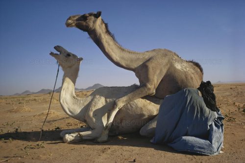 تزاوج الجمل