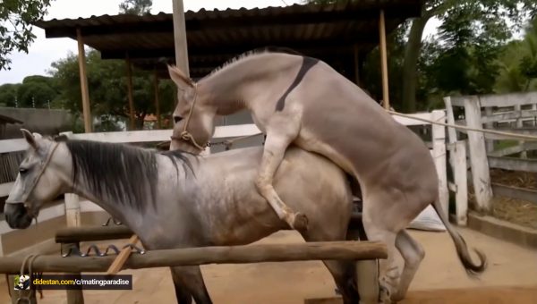 تزاوج الخيول و الحمير