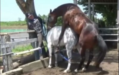 تزاوج الخيول والحمير tazawaj alkhuyul walhamir