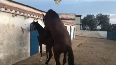 تزاوج الخيول