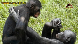 تزاوج القرد