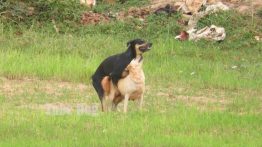 تزاوج الكلب