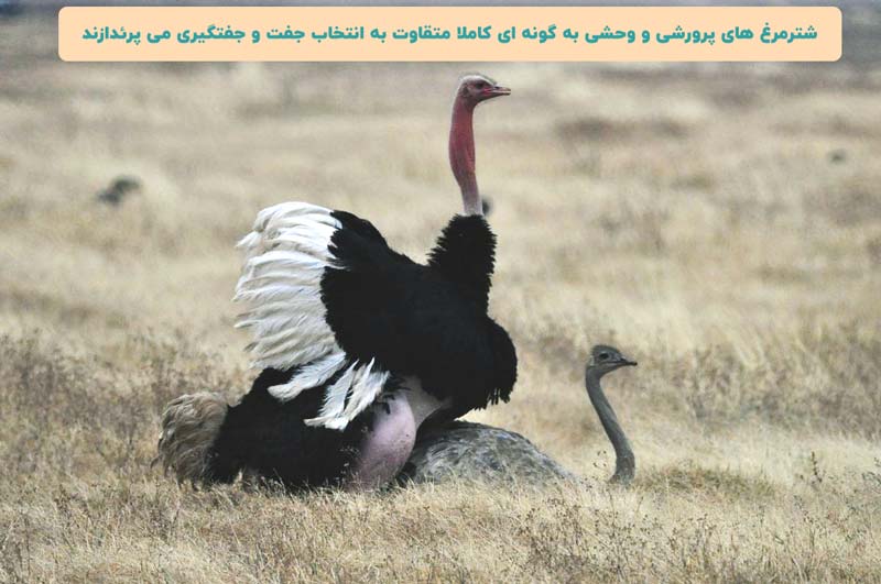 تزاوج النعام