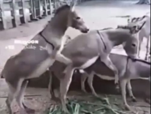 تزاوج حمار المزرعة