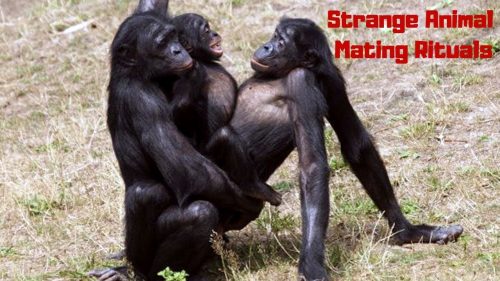 تزاوج حيوانات مختلفة