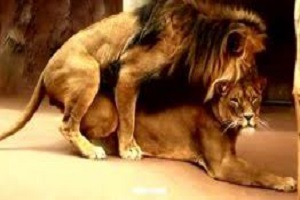 تولید مثل حیوانات در حیات وحش آفریقا