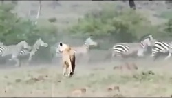 جفت پای محکم گور خر بر دهان نره شیر درنده افریقایی و لت و پار کردن شیر