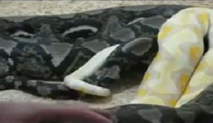 جفت گیری بزرگترین مار ایران