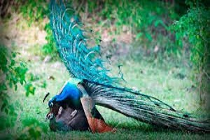 جفت گیری طاووس