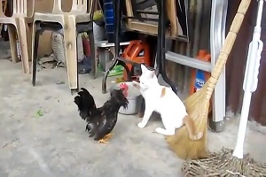 جنگ تماشایی و باور نکردنی خروس ها در مقابل حیوانات بزرگ