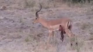 جنگ حیوانات در حیات وحش16+