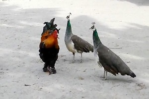 جنگ خروس با هشت طاووس