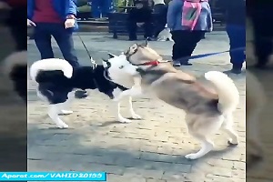 جنگ دیدنی بین سگ های هاسکی