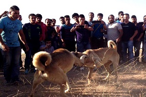 جنگ سگ سرابی