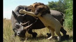 جنگ و نبرد حیوانات وحشی در حیات وحش