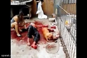 حمله خونین سگ به انسان