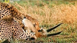 حیوانات وحشی شکار وحشیانه جنگ کفتار