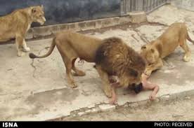 شکار صحنه ای نادر از حیات وحش (حتما تماشا کنید)