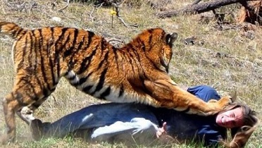 لحظات باور نکردنی حمله حیوانات وحشی