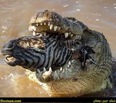 لم نمادهای حیات وحش - شکارچیان آفریقا