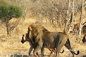 مستند حیات وحش نگهبانان حیات وحش بخش ۴ دوبله فارسی