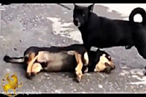 کمک کردن حیوانات به هم