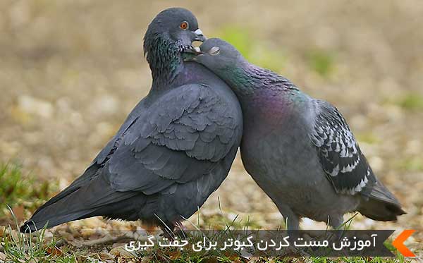یک جفت کبوتر عاشق