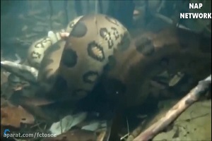 جنگ های تمام عیار حیوانات غول پیکر