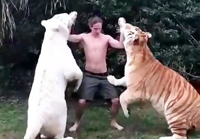 این پسر رو با ببرهای بزرگ ببینین فقط!!!!!!