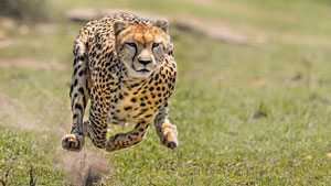 بازی خطرناک یک مرد با یوزپلنگ حوادث حیوانات