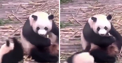 بازی پانداها