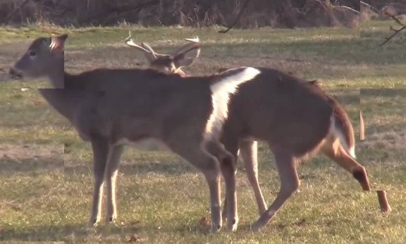 تزاوج الغزلان