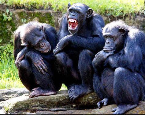 تزاوج القرد تزاوج الحيوانات