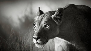 تمرکز حیرت آور یک شیر در لحظه شکار