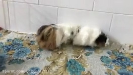 جفت گیری خوکچه هندی