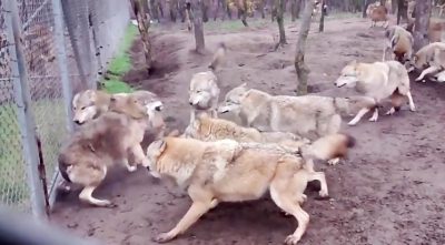 جنگ حیوانات سگ روسی با گرگ