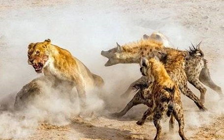 جنگ حیوانات وحشی، جنگ حیوانات ،