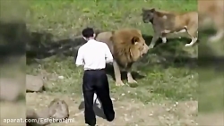 جنگ خونین ناگهانی حیوانات