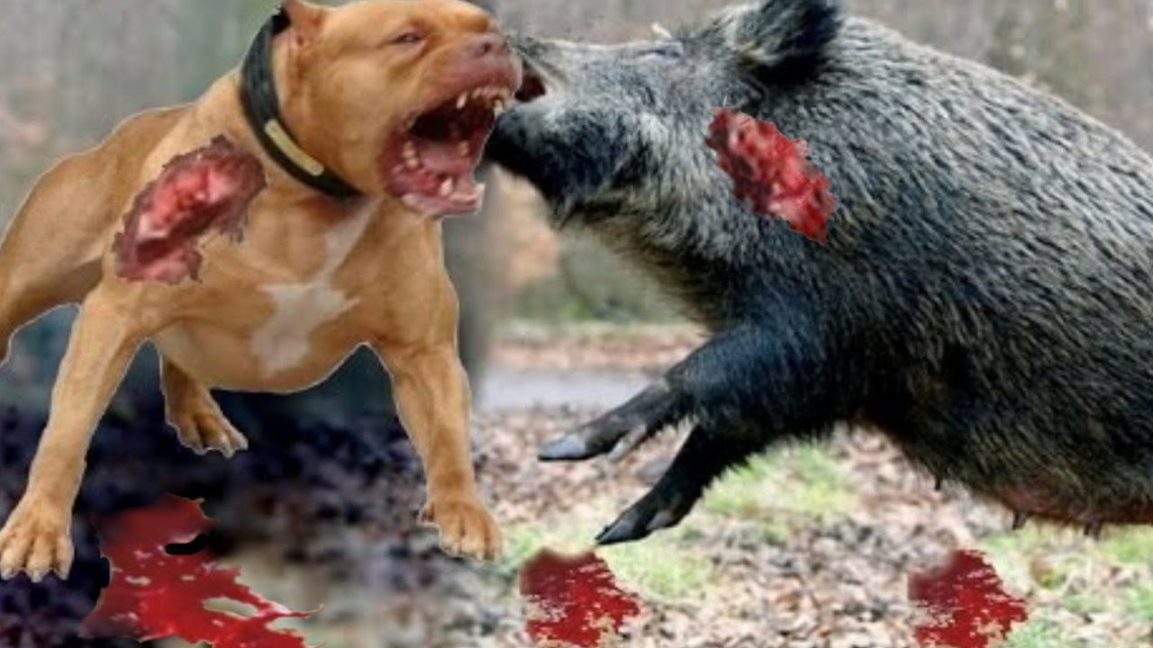 جنگ خونین و نبرد نفس گیر حیوانات وحشی