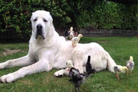 جنگ دو سگ آلابای