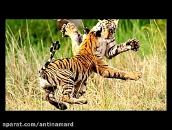 جنگ و جدال نفس گیر و خونین حیوانات وحشی برای بقاء!