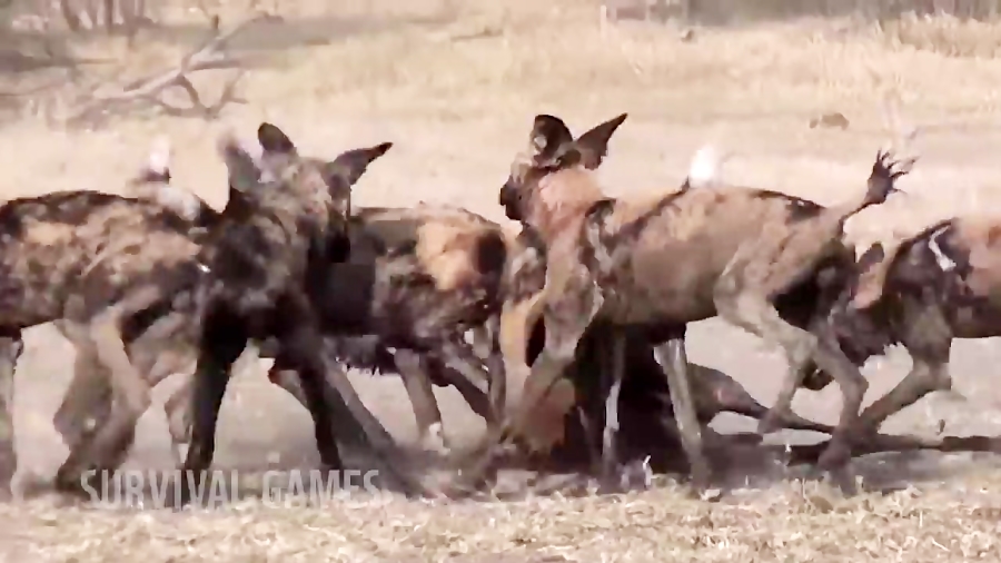 جنگ و نبرد حیوانات وحشی بر سر شکار