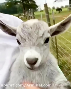 جواد خواجوی.شما ماسک نمی زنین‌