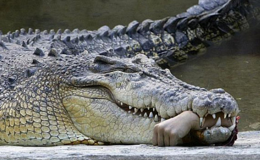 حمله حیوانات به آدم ها