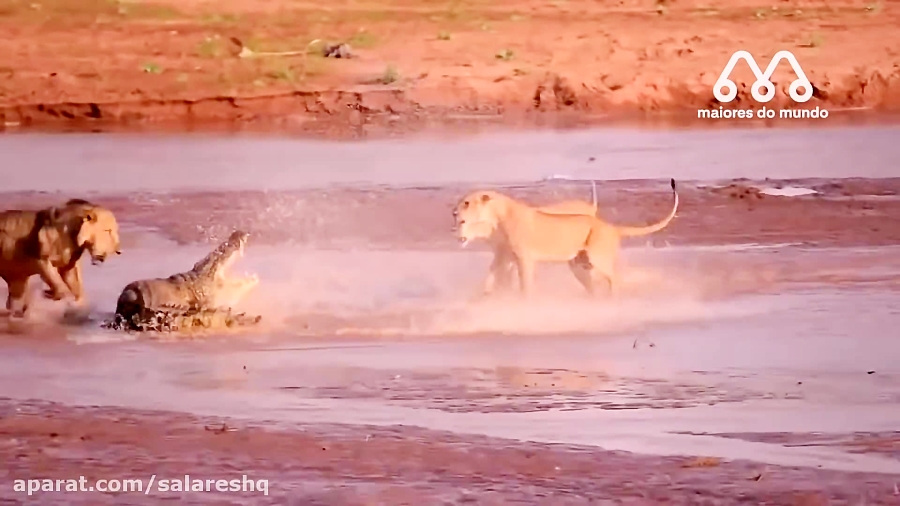 حیات وحش جدید ترسناک وحشتناکترين نبرد شيرها و کروکودیل ها